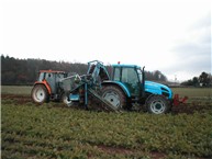 Carrot harvesting