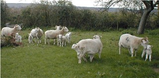 Sheep and lambs