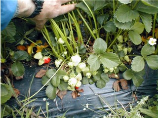 Strawberries growing